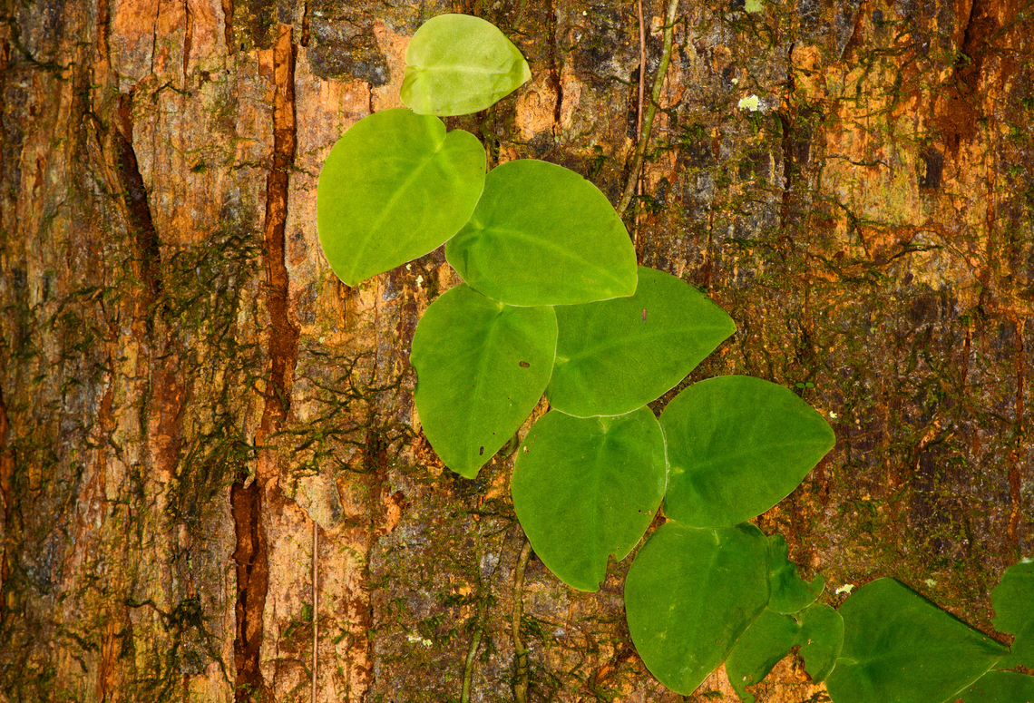 Vine on bark, Sani Lodge, Ecuador ID candidates by Christine: Philodendron sp., Monstera dubia and Marcgravia sp.  Ecuador,Ecuador 2021,Geotagged,Sani Lodge,South America,Spring,World,Yasuni National Park