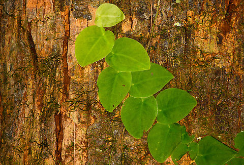 Vine on bark, Sani Lodge, Ecuador ID candidates by Christine: Philodendron sp., Monstera dubia and Marcgravia sp.  Ecuador,Ecuador 2021,Geotagged,Sani Lodge,South America,Spring,World,Yasuni National Park