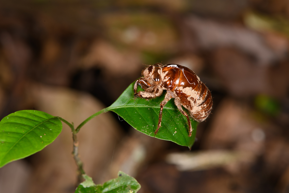 Exuviae, Sani Lodge, Ecuador Covered in a strange powder, not sure what that is. Ecuador,Ecuador 2021,Geotagged,Sani Lodge,South America,Spring,World,Yasuni National Park