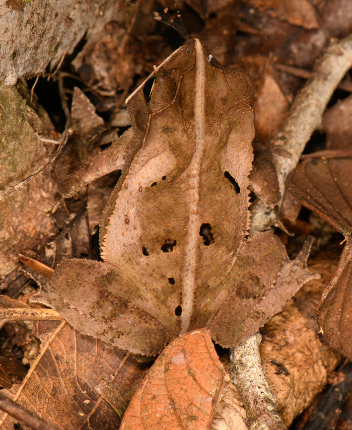 Frog in litter - closeup, Sani Lodge, Ecuador Rhinella sp. Context:<br />
<figure class="photo"><a href="https://www.jungledragon.com/image/131996/frog_in_litter_sani_lodge_ecuador.html" title="Frog in litter, Sani Lodge, Ecuador"><img src="https://s3.amazonaws.com/media.jungledragon.com/images/2/131996_thumb.jpg?AWSAccessKeyId=05GMT0V3GWVNE7GGM1R2&Expires=1769040010&Signature=y5DHKlhaA3jbddWQ3IepCijRNZc%3D" width="102" height="152" alt="Frog in litter, Sani Lodge, Ecuador Rhinella sp. In case you can't find it:<br />
https://www.jungledragon.com/image/131995/frog_in_litter_-_closeup_sani_lodge_ecuador.html Ecuador,Ecuador 2021,Geotagged,Sani Lodge,South America,Spring,World,Yasuni National Park" /></a></figure> Ecuador,Ecuador 2021,Geotagged,Sani Lodge,South America,Spring,World,Yasuni National Park