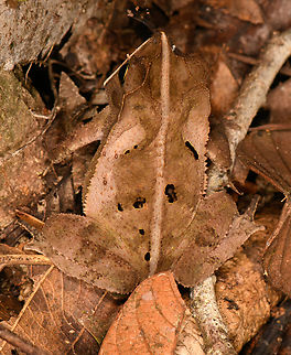 Frog in litter - closeup, Sani Lodge, Ecuador Rhinella sp. Context:
https://www.jungledragon.com/image/131996/frog_in_litter_sani_lodge_ecuador.html Ecuador,Ecuador 2021,Geotagged,Sani Lodge,South America,Spring,World,Yasuni National Park