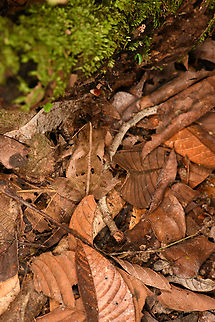 Frog in litter, Sani Lodge, Ecuador Rhinella sp. In case you can't find it:
https://www.jungledragon.com/image/131995/frog_in_litter_-_closeup_sani_lodge_ecuador.html Ecuador,Ecuador 2021,Geotagged,Sani Lodge,South America,Spring,World,Yasuni National Park