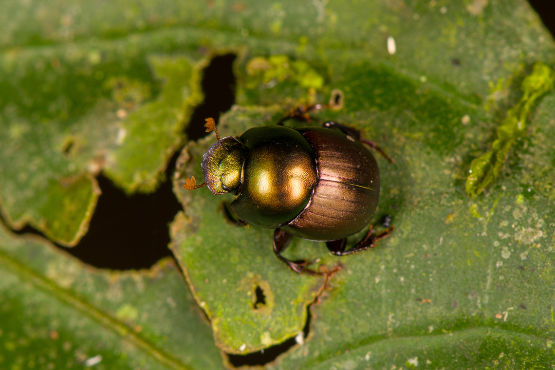 Onthophagus gazella, Sani Lodge, Ecuador Tentative ID. Ecuador,Ecuador 2021,Geotagged,Onthophagus gazella,Sani Lodge,South America,Spring,World,Yasuni National Park