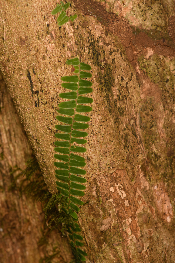 Marcgravia growing on tree, Sani Lodge, Ecuador  Ecuador,Ecuador 2021,Geotagged,Sani Lodge,South America,Spring,World,Yasuni National Park