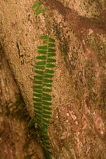 Marcgravia growing on tree, Sani Lodge, Ecuador  Ecuador,Ecuador 2021,Geotagged,Sani Lodge,South America,Spring,World,Yasuni National Park
