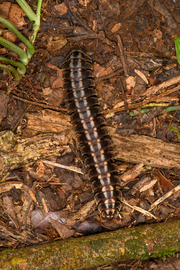 Flat-backed millipede, Sani Lodge, Ecuador  Ecuador,Ecuador 2021,Geotagged,Sani Lodge,South America,Spring,World,Yasuni National Park