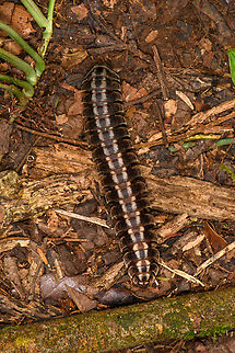 Flat-backed millipede, Sani Lodge, Ecuador  Ecuador,Ecuador 2021,Geotagged,Sani Lodge,South America,Spring,World,Yasuni National Park