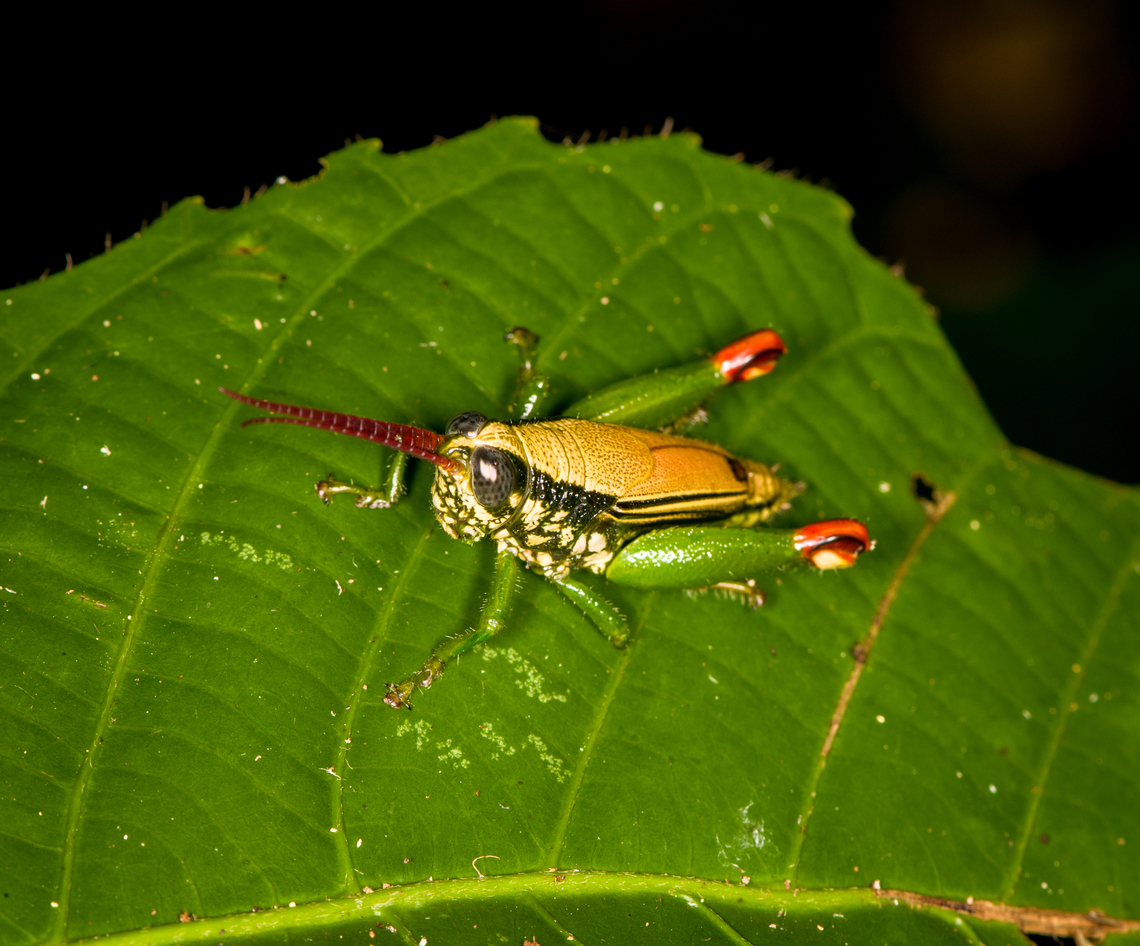 Helicopacris viridans, Sani Lodge, Ecuador  Ecuador,Ecuador 2021,Geotagged,Helicopacris viridans,Sani Lodge,South America,Spring,World,Yasuni National Park
