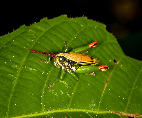 Helicopacris viridans, Sani Lodge, Ecuador  Ecuador,Ecuador 2021,Geotagged,Helicopacris viridans,Sani Lodge,South America,Spring,World,Yasuni National Park