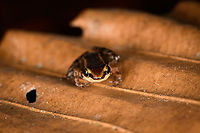 Santa Cecilia Rocket Frog - frontal, Sani Lodge, Ecuador https://www.jungledragon.com/image/132098/santa_cecilia_rocket_frog_sani_lodge_ecuador.html<br />
https://www.jungledragon.com/image/132097/santa_cecilia_rocket_frog_-_top_view_sani_lodge_ecuador.html Allobates insperatus,Ecuador,Ecuador 2021,Geotagged,Sani Lodge,Santa Cecilia Rocket Frog,South America,Spring,World,Yasuni National Park