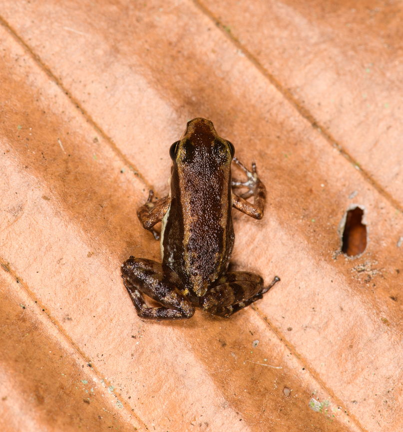 Santa Cecilia Rocket Frog - top view, Sani Lodge, Ecuador <figure class="photo"><a href="https://www.jungledragon.com/image/132098/santa_cecilia_rocket_frog_sani_lodge_ecuador.html" title="Santa Cecilia Rocket Frog, Sani Lodge, Ecuador"><img src="https://s3.amazonaws.com/media.jungledragon.com/images/2/132098_thumb.jpg?AWSAccessKeyId=05GMT0V3GWVNE7GGM1R2&Expires=1759968010&Signature=uh4dEErvvU0DibIavaJVCXjFtqQ%3D" width="200" height="164" alt="Santa Cecilia Rocket Frog, Sani Lodge, Ecuador https://www.jungledragon.com/image/132097/santa_cecilia_rocket_frog_-_top_view_sani_lodge_ecuador.html<br />
https://www.jungledragon.com/image/132096/santa_cecilia_rocket_frog_-_frontal_sani_lodge_ecuador.html Allobates insperatus,Ecuador,Ecuador 2021,Geotagged,Sani Lodge,South America,Spring,World,Yasuni National Park" /></a></figure><br />
<figure class="photo"><a href="https://www.jungledragon.com/image/132096/santa_cecilia_rocket_frog_-_frontal_sani_lodge_ecuador.html" title="Santa Cecilia Rocket Frog - frontal, Sani Lodge, Ecuador"><img src="https://s3.amazonaws.com/media.jungledragon.com/images/2/132096_thumb.jpg?AWSAccessKeyId=05GMT0V3GWVNE7GGM1R2&Expires=1759968010&Signature=rrtMezajHyR7Ndo2IDqtD%2B8sOJk%3D" width="200" height="134" alt="Santa Cecilia Rocket Frog - frontal, Sani Lodge, Ecuador https://www.jungledragon.com/image/132098/santa_cecilia_rocket_frog_sani_lodge_ecuador.html<br />
https://www.jungledragon.com/image/132097/santa_cecilia_rocket_frog_-_top_view_sani_lodge_ecuador.html Allobates insperatus,Ecuador,Ecuador 2021,Geotagged,Sani Lodge,Santa Cecilia Rocket Frog,South America,Spring,World,Yasuni National Park" /></a></figure> Allobates insperatus,Ecuador,Ecuador 2021,Geotagged,Sani Lodge,Santa Cecilia Rocket Frog,South America,Spring,World,Yasuni National Park