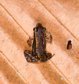 Santa Cecilia Rocket Frog - top view, Sani Lodge, Ecuador https://www.jungledragon.com/image/132098/santa_cecilia_rocket_frog_sani_lodge_ecuador.html
https://www.jungledragon.com/image/132096/santa_cecilia_rocket_frog_-_frontal_sani_lodge_ecuador.html Allobates insperatus,Ecuador,Ecuador 2021,Geotagged,Sani Lodge,Santa Cecilia Rocket Frog,South America,Spring,World,Yasuni National Park