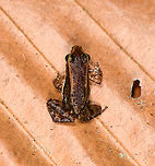 Santa Cecilia Rocket Frog - top view, Sani Lodge, Ecuador https://www.jungledragon.com/image/132098/santa_cecilia_rocket_frog_sani_lodge_ecuador.html<br />
https://www.jungledragon.com/image/132096/santa_cecilia_rocket_frog_-_frontal_sani_lodge_ecuador.html Allobates insperatus,Ecuador,Ecuador 2021,Geotagged,Sani Lodge,Santa Cecilia Rocket Frog,South America,Spring,World,Yasuni National Park
