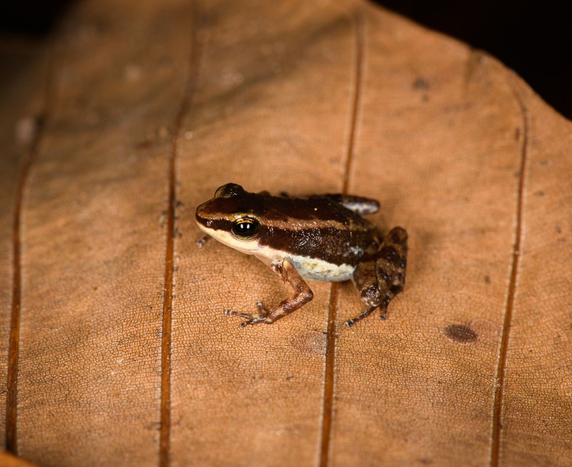 Santa Cecilia Rocket Frog, Sani Lodge, Ecuador <figure class="photo"><a href="https://www.jungledragon.com/image/132097/santa_cecilia_rocket_frog_-_top_view_sani_lodge_ecuador.html" title="Santa Cecilia Rocket Frog - top view, Sani Lodge, Ecuador"><img src="https://s3.amazonaws.com/media.jungledragon.com/images/2/132097_thumb.jpg?AWSAccessKeyId=05GMT0V3GWVNE7GGM1R2&Expires=1759968010&Signature=Amf1sIrIg3iQM1If20bei0yCIE8%3D" width="142" height="152" alt="Santa Cecilia Rocket Frog - top view, Sani Lodge, Ecuador https://www.jungledragon.com/image/132098/santa_cecilia_rocket_frog_sani_lodge_ecuador.html<br />
https://www.jungledragon.com/image/132096/santa_cecilia_rocket_frog_-_frontal_sani_lodge_ecuador.html Allobates insperatus,Ecuador,Ecuador 2021,Geotagged,Sani Lodge,Santa Cecilia Rocket Frog,South America,Spring,World,Yasuni National Park" /></a></figure><br />
<figure class="photo"><a href="https://www.jungledragon.com/image/132096/santa_cecilia_rocket_frog_-_frontal_sani_lodge_ecuador.html" title="Santa Cecilia Rocket Frog - frontal, Sani Lodge, Ecuador"><img src="https://s3.amazonaws.com/media.jungledragon.com/images/2/132096_thumb.jpg?AWSAccessKeyId=05GMT0V3GWVNE7GGM1R2&Expires=1759968010&Signature=rrtMezajHyR7Ndo2IDqtD%2B8sOJk%3D" width="200" height="134" alt="Santa Cecilia Rocket Frog - frontal, Sani Lodge, Ecuador https://www.jungledragon.com/image/132098/santa_cecilia_rocket_frog_sani_lodge_ecuador.html<br />
https://www.jungledragon.com/image/132097/santa_cecilia_rocket_frog_-_top_view_sani_lodge_ecuador.html Allobates insperatus,Ecuador,Ecuador 2021,Geotagged,Sani Lodge,Santa Cecilia Rocket Frog,South America,Spring,World,Yasuni National Park" /></a></figure> Allobates insperatus,Ecuador,Ecuador 2021,Geotagged,Sani Lodge,South America,Spring,World,Yasuni National Park