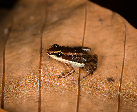 Santa Cecilia Rocket Frog, Sani Lodge, Ecuador https://www.jungledragon.com/image/132097/santa_cecilia_rocket_frog_-_top_view_sani_lodge_ecuador.html
https://www.jungledragon.com/image/132096/santa_cecilia_rocket_frog_-_frontal_sani_lodge_ecuador.html Allobates insperatus,Ecuador,Ecuador 2021,Geotagged,Sani Lodge,South America,Spring,World,Yasuni National Park
