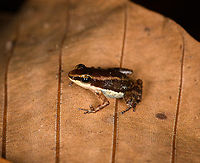 Santa Cecilia Rocket Frog, Sani Lodge, Ecuador https://www.jungledragon.com/image/132097/santa_cecilia_rocket_frog_-_top_view_sani_lodge_ecuador.html<br />
https://www.jungledragon.com/image/132096/santa_cecilia_rocket_frog_-_frontal_sani_lodge_ecuador.html Allobates insperatus,Ecuador,Ecuador 2021,Geotagged,Sani Lodge,South America,Spring,World,Yasuni National Park
