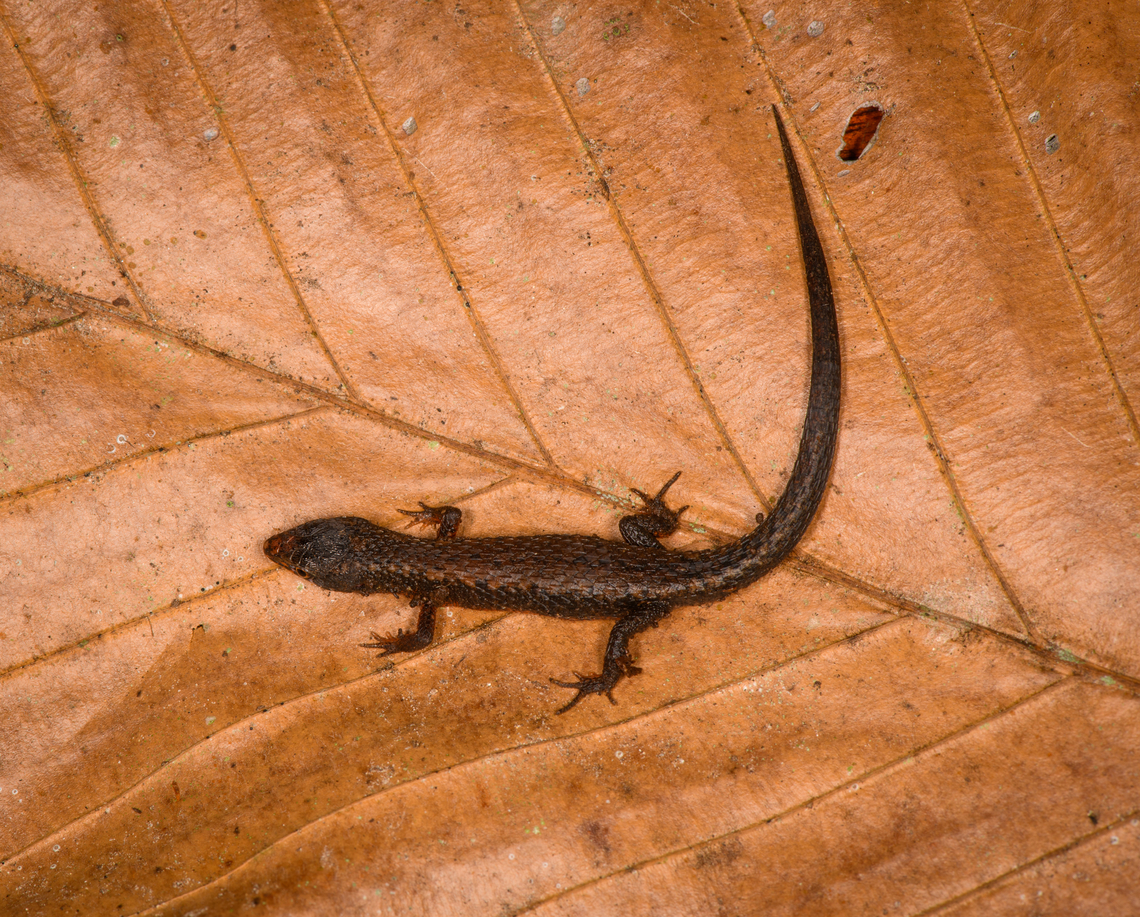 Common Root Teju - full body, Sani Lodge, Ecuador This lizard measures about 3-4cm from the head to the beginning of the tail. Its underside is entirely red.<br />
<figure class="photo"><a href="https://www.jungledragon.com/image/132101/common_root_teju_sani_lodge_ecuador.html" title="Common Root Teju, Sani Lodge, Ecuador"><img src="https://s3.amazonaws.com/media.jungledragon.com/images/2/132101_thumb.jpg?AWSAccessKeyId=05GMT0V3GWVNE7GGM1R2&Expires=1759968010&Signature=0loA7W0olJgUe6PpCEQsyrYM5y0%3D" width="200" height="134" alt="Common Root Teju, Sani Lodge, Ecuador This lizard measures about 3-4cm from the head to the beginning of the tail. Its underside is entirely red.<br />
https://www.jungledragon.com/image/132100/common_root_teju_-_full_body_sani_lodge_ecuador.html Ecuador,Ecuador 2021,Geotagged,Loxopholis parietalis,Sani Lodge,South America,Spring,World,Yasuni National Park" /></a></figure> Common Root Teju,Ecuador,Ecuador 2021,Geotagged,Loxopholis parietalis,Sani Lodge,South America,Spring,World,Yasuni National Park