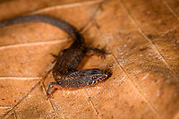 Common Root Teju, Sani Lodge, Ecuador This lizard measures about 3-4cm from the head to the beginning of the tail. Its underside is entirely red.<br />
https://www.jungledragon.com/image/132100/common_root_teju_-_full_body_sani_lodge_ecuador.html Ecuador,Ecuador 2021,Geotagged,Loxopholis parietalis,Sani Lodge,South America,Spring,World,Yasuni National Park