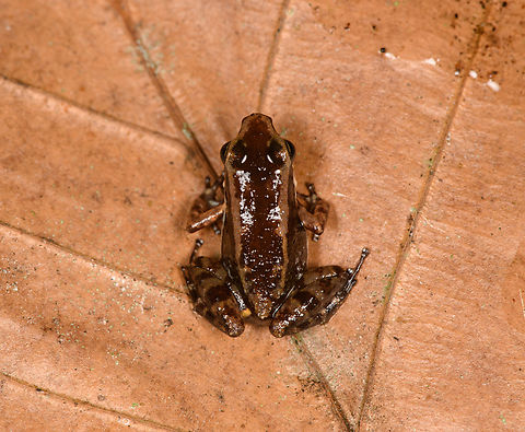 Lithodytes lineatus, Sani Lodge, Ecuador  Allobates insperatus,Ecuador,Ecuador 2021,Geotagged,Sani Lodge,Santa Cecilia Rocket Frog,South America,Spring,World,Yasuni National Park