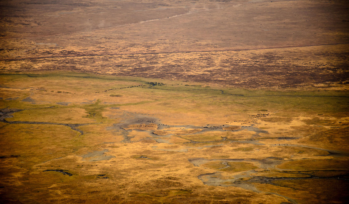 Ngorongoro Crater floor detail - 1 A view from the Ngorongoro crater edge, 600m above the crater floor. As you can see, the crater floor is very flat. The black dots are Wildebeests, Zebras and a few Buffalos. You can be sure that this view contains hundreds more species less visible from this distance.<br />
<br />
This scene also shows the sand road in the top area of the image, which is used by rangers and tourists. Africa,Ngorongoro,Ngorongoro Crater,Serengeti area,Tanzania