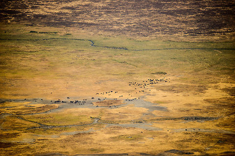 Ngorongoro Crater floor detail - 2 A view from the Ngorongoro crater edge, 600m above the crater floor. As you can see, the crater floor is very flat. The black dots are Wildebeests, Zebras and a few Buffalos. You can be sure that this view contains hundreds more species less visible from this distance. Africa,Ngorongoro,Ngorongoro Crater,Serengeti area,Tanzania