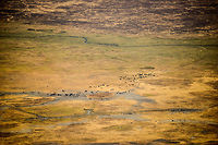 Ngorongoro Crater floor detail - 2 A view from the Ngorongoro crater edge, 600m above the crater floor. As you can see, the crater floor is very flat. The black dots are Wildebeests, Zebras and a few Buffalos. You can be sure that this view contains hundreds more species less visible from this distance. Africa,Ngorongoro,Ngorongoro Crater,Serengeti area,Tanzania