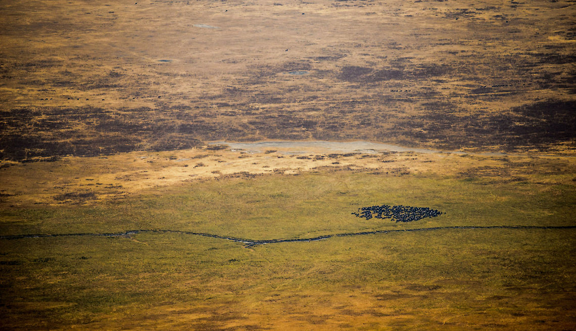 Ngorongoro Crater floor detail - 3 A view from the Ngorongoro crater edge, 600m above the crater floor. As you can see, the crater floor is very flat. The black dots are Wildebeests, Zebras and a few Buffalos. You can be sure that this view contains hundreds more species less visible from this distance. Africa,Ngorongoro,Ngorongoro Crater,Serengeti area,Tanzania