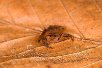 Orange Rhinella margaritifera - frontal, Sani Lodge, Ecuador Another in the Rhinella margaritifera species complex. ID by John Sullivan.<br />
https://www.jungledragon.com/image/132188/orange_rhinella_margaritifera_sani_lodge_ecuador.html<br />
https://www.jungledragon.com/image/132187/orange_rhinella_margaritifera_-_top_view_sani_lodge_ecuador.html Ecuador,Ecuador 2021,Geotagged,Rhinella margaritifera,Sani Lodge,South America,South American common toad,Spring,World,Yasuni National Park