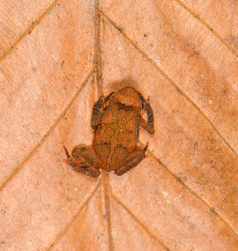 Orange Rhinella margaritifera - top view, Sani Lodge, Ecuador Another in the Rhinella margaritifera species complex. ID by John Sullivan.<br />
<figure class="photo"><a href="https://www.jungledragon.com/image/132188/orange_rhinella_margaritifera_sani_lodge_ecuador.html" title="Orange Rhinella margaritifera, Sani Lodge, Ecuador"><img src="https://s3.amazonaws.com/media.jungledragon.com/images/2/132188_thumb.jpg?AWSAccessKeyId=05GMT0V3GWVNE7GGM1R2&Expires=1759968010&Signature=rYmErYdBjx3Iw1AB2aLSIESqZT8%3D" width="200" height="134" alt="Orange Rhinella margaritifera, Sani Lodge, Ecuador Another in the Rhinella margaritifera species complex. ID by John Sullivan.<br />
https://www.jungledragon.com/image/132187/orange_rhinella_margaritifera_-_top_view_sani_lodge_ecuador.html<br />
https://www.jungledragon.com/image/132186/orange_rhinella_margaritifera_-_frontal_sani_lodge_ecuador.html Ecuador,Ecuador 2021,Geotagged,Rhinella margaritifera,Sani Lodge,South America,South American common toad,Spring,World,Yasuni National Park" /></a></figure><br />
<figure class="photo"><a href="https://www.jungledragon.com/image/132186/orange_rhinella_margaritifera_-_frontal_sani_lodge_ecuador.html" title="Orange Rhinella margaritifera - frontal, Sani Lodge, Ecuador"><img src="https://s3.amazonaws.com/media.jungledragon.com/images/2/132186_thumb.jpg?AWSAccessKeyId=05GMT0V3GWVNE7GGM1R2&Expires=1759968010&Signature=j3QiQgw3ZMjarHlMwolGmP%2BLEdw%3D" width="200" height="134" alt="Orange Rhinella margaritifera - frontal, Sani Lodge, Ecuador Another in the Rhinella margaritifera species complex. ID by John Sullivan.<br />
https://www.jungledragon.com/image/132188/orange_rhinella_margaritifera_sani_lodge_ecuador.html<br />
https://www.jungledragon.com/image/132187/orange_rhinella_margaritifera_-_top_view_sani_lodge_ecuador.html Ecuador,Ecuador 2021,Geotagged,Rhinella margaritifera,Sani Lodge,South America,South American common toad,Spring,World,Yasuni National Park" /></a></figure> Ecuador,Ecuador 2021,Geotagged,Rhinella margaritifera,Sani Lodge,South America,South American common toad,Spring,World,Yasuni National Park