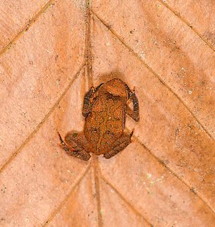 Orange Rhinella margaritifera - top view, Sani Lodge, Ecuador Another in the Rhinella margaritifera species complex. ID by John Sullivan.
https://www.jungledragon.com/image/132188/orange_rhinella_margaritifera_sani_lodge_ecuador.html
https://www.jungledragon.com/image/132186/orange_rhinella_margaritifera_-_frontal_sani_lodge_ecuador.html Ecuador,Ecuador 2021,Geotagged,Rhinella margaritifera,Sani Lodge,South America,South American common toad,Spring,World,Yasuni National Park