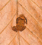 Orange Rhinella margaritifera - top view, Sani Lodge, Ecuador Another in the Rhinella margaritifera species complex. ID by John Sullivan.<br />
https://www.jungledragon.com/image/132188/orange_rhinella_margaritifera_sani_lodge_ecuador.html<br />
https://www.jungledragon.com/image/132186/orange_rhinella_margaritifera_-_frontal_sani_lodge_ecuador.html Ecuador,Ecuador 2021,Geotagged,Rhinella margaritifera,Sani Lodge,South America,South American common toad,Spring,World,Yasuni National Park