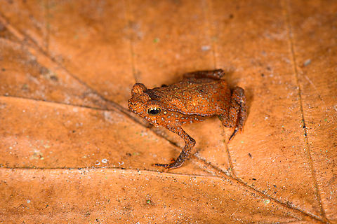 Orange Rhinella margaritifera, Sani Lodge, Ecuador Another in the Rhinella margaritifera species complex. ID by John Sullivan.
https://www.jungledragon.com/image/132187/orange_rhinella_margaritifera_-_top_view_sani_lodge_ecuador.html
https://www.jungledragon.com/image/132186/orange_rhinella_margaritifera_-_frontal_sani_lodge_ecuador.html Ecuador,Ecuador 2021,Geotagged,Rhinella margaritifera,Sani Lodge,South America,South American common toad,Spring,World,Yasuni National Park