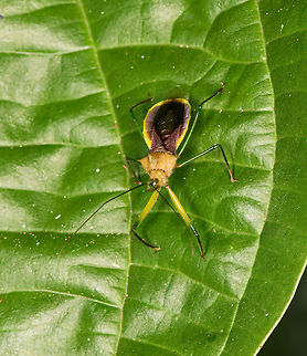 Assassin bug (Ploeogaster sp.?), Sani Lodge, Ecuador  Ecuador,Ecuador 2021,Geotagged,Sani Lodge,South America,Spring,World,Yasuni National Park