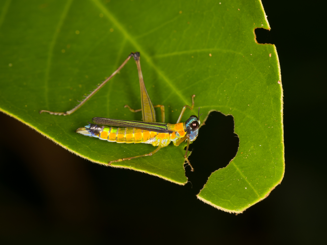 Eumastax vittata on leaf, Sani Lodge, Ecuador  Ecuador,Ecuador 2021,Eumastax vittata,Geotagged,Sani Lodge,South America,Spring,World,Yasuni National Park