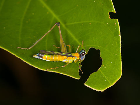 Eumastax vittata on leaf, Sani Lodge, Ecuador  Ecuador,Ecuador 2021,Eumastax vittata,Geotagged,Sani Lodge,South America,Spring,World,Yasuni National Park