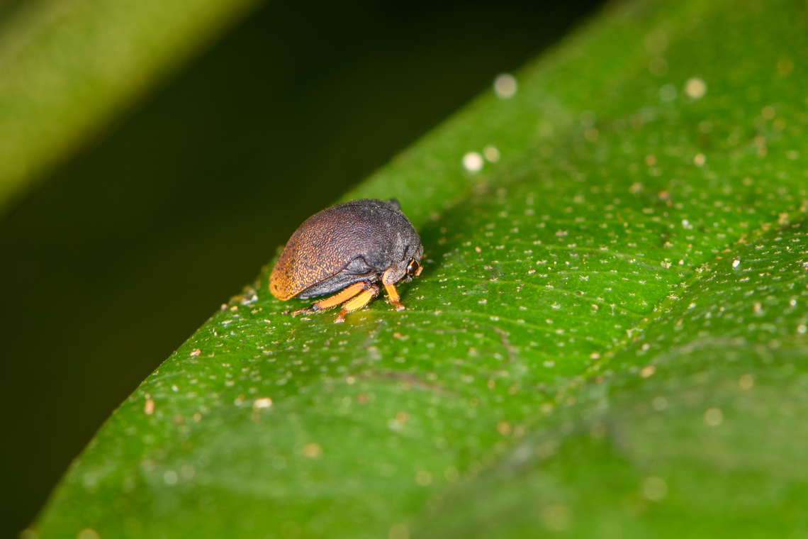 Tiny treehopper (Stictopelta sp.?), Sani Lodge, Ecuador Probably about 5mm. Ecuador,Ecuador 2021,Geotagged,Sani Lodge,South America,Spring,World,Yasuni National Park