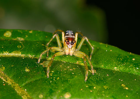 Jumping spider, Sani Lodge, Ecuador  Ecuador,Ecuador 2021,Geotagged,Sani Lodge,South America,Spring,World,Yasuni National Park
