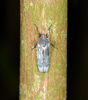 Proconia lutzi, Sani Lodge, Ecuador  Ecuador,Ecuador 2021,Geotagged,Proconia lutzi,Sani Lodge,South America,Spring,World,Yasuni National Park