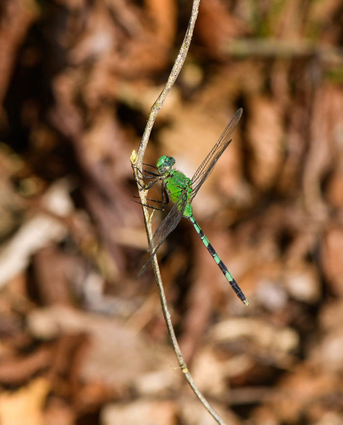 Great Pondhawk, Sani Lodge, Ecuador  Ecuador,Ecuador 2021,Erythemis vesiculosa,Geotagged,Great Pondhawk,Sani Lodge,South America,Spring,World,Yasuni National Park