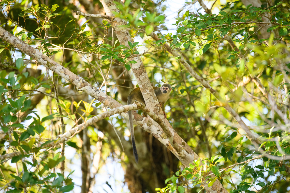 Humboldt’s Squirrel Monkey / Ecuadorian Squirrel Monkey, Sani Lodge, Ecuador Some taxonomy notes:<br />
<br />
Humboldts squirrel monkey (Saimiri cassiquiarensis) used to be considered a subspecies of the Common squirrel monkey (Saimiri sciureus) but has been elevated to full species status. <br />
<br />
There's also the Ecuadorian Squirrel Monkey, which is now considered to be a subspecies of the Humboldt's squirrel monkey. Thus the species on the photo is Saimiri cassiquiarensis ssp. macrodon.<br />
<figure class="photo"><a href="https://www.jungledragon.com/image/132197/humboldts_squirrel_monkey_ecuadorian_squirrel_monkey_-_feeding_sani_lodge_ecuador.html" title="Humboldt’s Squirrel Monkey / Ecuadorian Squirrel Monkey - feeding, Sani Lodge, Ecuador"><img src="https://s3.amazonaws.com/media.jungledragon.com/images/2/132197_thumb.jpg?AWSAccessKeyId=05GMT0V3GWVNE7GGM1R2&Expires=1759968010&Signature=mvmGCfV7OnWaaPGRKh5vAu71KxU%3D" width="200" height="134" alt="Humboldt’s Squirrel Monkey / Ecuadorian Squirrel Monkey - feeding, Sani Lodge, Ecuador Some taxonomy notes:<br />
<br />
Humboldts squirrel monkey (Saimiri cassiquiarensis) used to be considered a subspecies of the Common squirrel monkey (Saimiri sciureus) but has been elevated to full species status. <br />
<br />
There's also the Ecuadorian Squirrel Monkey, which is now considered to be a subspecies of the Humboldt's squirrel monkey. Thus the species on the photo is Saimiri cassiquiarensis ssp. macrodon.<br />
https://www.jungledragon.com/image/132196/humboldts_squirrel_monkey_ecuadorian_squirrel_monkey_sani_lodge_ecuador.html Ecuador,Ecuador 2021,Geotagged,Humboldts squirrel monkey,Saimiri cassiquiarensis,Sani Lodge,South America,Spring,World,Yasuni National Park" /></a></figure> Ecuador,Ecuador 2021,Geotagged,Humboldts squirrel monkey,Saimiri cassiquiarensis,Sani Lodge,South America,Spring,World,Yasuni National Park