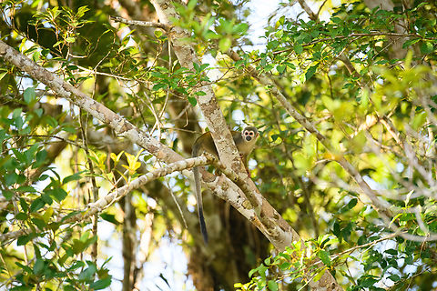 Humboldt’s Squirrel Monkey / Ecuadorian Squirrel Monkey, Sani Lodge, Ecuador Some taxonomy notes:

Humboldts squirrel monkey (Saimiri cassiquiarensis) used to be considered a subspecies of the Common squirrel monkey (Saimiri sciureus) but has been elevated to full species status. 

There's also the Ecuadorian Squirrel Monkey, which is now considered to be a subspecies of the Humboldt's squirrel monkey. Thus the species on the photo is Saimiri cassiquiarensis ssp. macrodon.
https://www.jungledragon.com/image/132197/humboldts_squirrel_monkey_ecuadorian_squirrel_monkey_-_feeding_sani_lodge_ecuador.html Ecuador,Ecuador 2021,Geotagged,Humboldts squirrel monkey,Saimiri cassiquiarensis,Sani Lodge,South America,Spring,World,Yasuni National Park