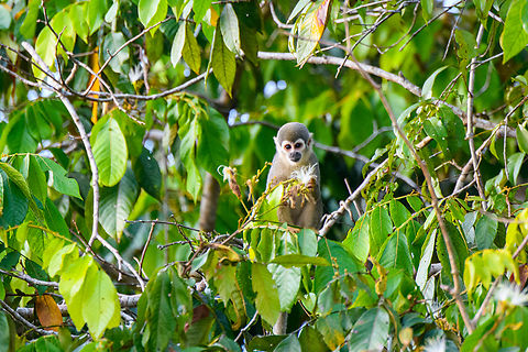 Humboldt&rsquo;s Squirrel Monkey / Ecuadorian Squirrel Monkey - feeding, Sani Lodge, Ecuador Some taxonomy notes:

Humboldts squirrel monkey (Saimiri cassiquiarensis) used to be considered a subspecies of the Common squirrel monkey (Saimiri sciureus) but has been elevated to full species status. 

There's also the Ecuadorian Squirrel Monkey, which is now considered to be a subspecies of the Humboldt's squirrel monkey. Thus the species on the photo is Saimiri cassiquiarensis ssp. macrodon.
https://www.jungledragon.com/image/132196/humboldts_squirrel_monkey_ecuadorian_squirrel_monkey_sani_lodge_ecuador.html Ecuador,Ecuador 2021,Geotagged,Humboldts squirrel monkey,Saimiri cassiquiarensis,Sani Lodge,South America,Spring,World,Yasuni National Park
