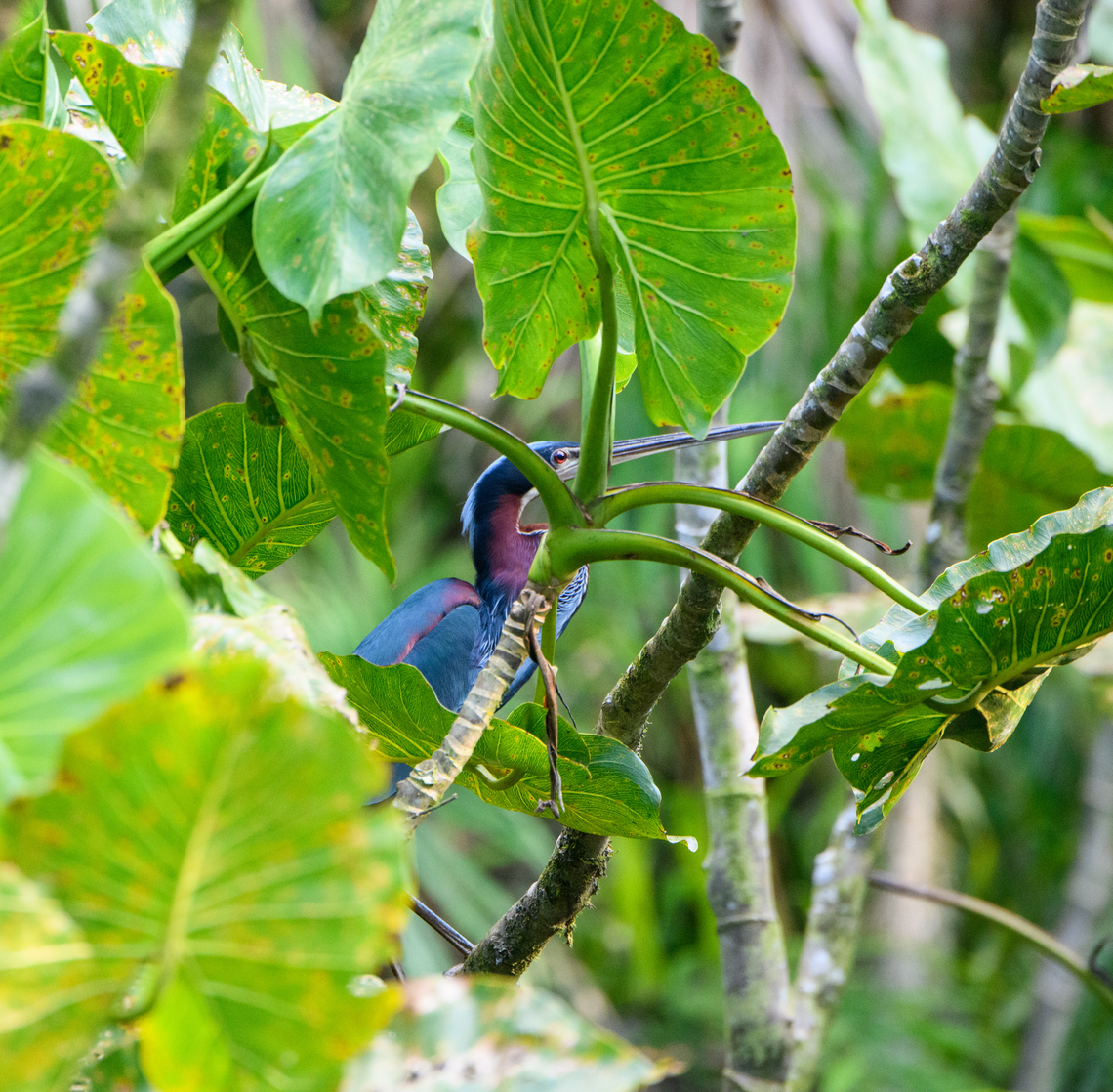 Agami Heron, Sani Lodge, Ecuador Despite being large and vivid, this is a very shy and secretive bird that is rarely seen.<br />
<figure class="photo"><a href="https://www.jungledragon.com/image/132199/agami_heron_in_mangroves_sani_lodge_ecuador.html" title="Agami Heron in mangroves, Sani Lodge, Ecuador"><img src="https://s3.amazonaws.com/media.jungledragon.com/images/2/132199_thumb.jpg?AWSAccessKeyId=05GMT0V3GWVNE7GGM1R2&Expires=1769040010&Signature=VXAQnvpwyNr8%2FOcFWg8CfXBjGk4%3D" width="200" height="134" alt="Agami Heron in mangroves, Sani Lodge, Ecuador Despite being large and vivid, this is a very shy and secretive bird that is rarely seen.<br />
https://www.jungledragon.com/image/132198/agami_heron_sani_lodge_ecuador.html<br />
https://www.jungledragon.com/image/132200/agami_heron_in_mangroves_2_sani_lodge_ecuador.html Agami Heron,Agamia agami,Ecuador,Ecuador 2021,Geotagged,Sani Lodge,South America,Spring,World,Yasuni National Park" /></a></figure><br />
<figure class="photo"><a href="https://www.jungledragon.com/image/132200/agami_heron_in_mangroves_2_sani_lodge_ecuador.html" title="Agami Heron in mangroves 2, Sani Lodge, Ecuador"><img src="https://s3.amazonaws.com/media.jungledragon.com/images/2/132200_thumb.jpg?AWSAccessKeyId=05GMT0V3GWVNE7GGM1R2&Expires=1769040010&Signature=XvvtPTUdiPRCm4gtb4x%2ByV02tU0%3D" width="200" height="134" alt="Agami Heron in mangroves 2, Sani Lodge, Ecuador Despite being large and vivid, this is a very shy and secretive bird that is rarely seen.<br />
https://www.jungledragon.com/image/132198/agami_heron_sani_lodge_ecuador.html<br />
https://www.jungledragon.com/image/132199/agami_heron_in_mangroves_sani_lodge_ecuador.html Agami Heron,Agamia agami,Ecuador,Ecuador 2021,Geotagged,Sani Lodge,South America,Spring,World,Yasuni National Park" /></a></figure> Agami Heron,Agamia agami,Ecuador,Ecuador 2021,Geotagged,Sani Lodge,South America,Spring,World,Yasuni National Park