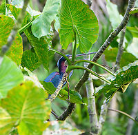 Agami Heron, Sani Lodge, Ecuador Despite being large and vivid, this is a very shy and secretive bird that is rarely seen.<br />
https://www.jungledragon.com/image/132199/agami_heron_in_mangroves_sani_lodge_ecuador.html<br />
https://www.jungledragon.com/image/132200/agami_heron_in_mangroves_2_sani_lodge_ecuador.html Agami Heron,Agamia agami,Ecuador,Ecuador 2021,Geotagged,Sani Lodge,South America,Spring,World,Yasuni National Park