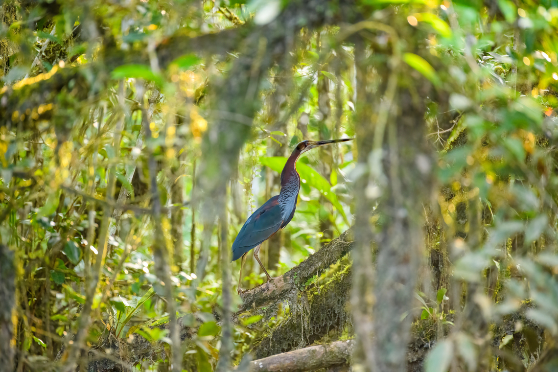 Agami Heron in mangroves, Sani Lodge, Ecuador Despite being large and vivid, this is a very shy and secretive bird that is rarely seen.<br />
<figure class="photo"><a href="https://www.jungledragon.com/image/132198/agami_heron_sani_lodge_ecuador.html" title="Agami Heron, Sani Lodge, Ecuador"><img src="https://s3.amazonaws.com/media.jungledragon.com/images/2/132198_thumb.jpg?AWSAccessKeyId=05GMT0V3GWVNE7GGM1R2&Expires=1759968010&Signature=a1XubXPsrAPUtMn%2FqqfwSn8jh9E%3D" width="200" height="198" alt="Agami Heron, Sani Lodge, Ecuador Despite being large and vivid, this is a very shy and secretive bird that is rarely seen.<br />
https://www.jungledragon.com/image/132199/agami_heron_in_mangroves_sani_lodge_ecuador.html<br />
https://www.jungledragon.com/image/132200/agami_heron_in_mangroves_2_sani_lodge_ecuador.html Agami Heron,Agamia agami,Ecuador,Ecuador 2021,Geotagged,Sani Lodge,South America,Spring,World,Yasuni National Park" /></a></figure><br />
<figure class="photo"><a href="https://www.jungledragon.com/image/132200/agami_heron_in_mangroves_2_sani_lodge_ecuador.html" title="Agami Heron in mangroves 2, Sani Lodge, Ecuador"><img src="https://s3.amazonaws.com/media.jungledragon.com/images/2/132200_thumb.jpg?AWSAccessKeyId=05GMT0V3GWVNE7GGM1R2&Expires=1759968010&Signature=ydKp7XwejYjtxPU4jAsQvfklkng%3D" width="200" height="134" alt="Agami Heron in mangroves 2, Sani Lodge, Ecuador Despite being large and vivid, this is a very shy and secretive bird that is rarely seen.<br />
https://www.jungledragon.com/image/132198/agami_heron_sani_lodge_ecuador.html<br />
https://www.jungledragon.com/image/132199/agami_heron_in_mangroves_sani_lodge_ecuador.html Agami Heron,Agamia agami,Ecuador,Ecuador 2021,Geotagged,Sani Lodge,South America,Spring,World,Yasuni National Park" /></a></figure> Agami Heron,Agamia agami,Ecuador,Ecuador 2021,Geotagged,Sani Lodge,South America,Spring,World,Yasuni National Park
