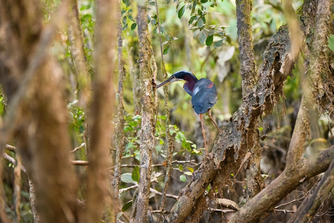 Agami Heron in mangroves 2, Sani Lodge, Ecuador Despite being large and vivid, this is a very shy and secretive bird that is rarely seen.<br />
<figure class="photo"><a href="https://www.jungledragon.com/image/132198/agami_heron_sani_lodge_ecuador.html" title="Agami Heron, Sani Lodge, Ecuador"><img src="https://s3.amazonaws.com/media.jungledragon.com/images/2/132198_thumb.jpg?AWSAccessKeyId=05GMT0V3GWVNE7GGM1R2&Expires=1759968010&Signature=a1XubXPsrAPUtMn%2FqqfwSn8jh9E%3D" width="200" height="198" alt="Agami Heron, Sani Lodge, Ecuador Despite being large and vivid, this is a very shy and secretive bird that is rarely seen.<br />
https://www.jungledragon.com/image/132199/agami_heron_in_mangroves_sani_lodge_ecuador.html<br />
https://www.jungledragon.com/image/132200/agami_heron_in_mangroves_2_sani_lodge_ecuador.html Agami Heron,Agamia agami,Ecuador,Ecuador 2021,Geotagged,Sani Lodge,South America,Spring,World,Yasuni National Park" /></a></figure><br />
<figure class="photo"><a href="https://www.jungledragon.com/image/132199/agami_heron_in_mangroves_sani_lodge_ecuador.html" title="Agami Heron in mangroves, Sani Lodge, Ecuador"><img src="https://s3.amazonaws.com/media.jungledragon.com/images/2/132199_thumb.jpg?AWSAccessKeyId=05GMT0V3GWVNE7GGM1R2&Expires=1759968010&Signature=YKp7%2Fc1Hmxg9epdwGAO5xKf42hc%3D" width="200" height="134" alt="Agami Heron in mangroves, Sani Lodge, Ecuador Despite being large and vivid, this is a very shy and secretive bird that is rarely seen.<br />
https://www.jungledragon.com/image/132198/agami_heron_sani_lodge_ecuador.html<br />
https://www.jungledragon.com/image/132200/agami_heron_in_mangroves_2_sani_lodge_ecuador.html Agami Heron,Agamia agami,Ecuador,Ecuador 2021,Geotagged,Sani Lodge,South America,Spring,World,Yasuni National Park" /></a></figure> Agami Heron,Agamia agami,Ecuador,Ecuador 2021,Geotagged,Sani Lodge,South America,Spring,World,Yasuni National Park