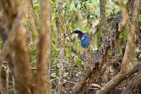 Agami Heron in mangroves 2, Sani Lodge, Ecuador Despite being large and vivid, this is a very shy and secretive bird that is rarely seen.
https://www.jungledragon.com/image/132198/agami_heron_sani_lodge_ecuador.html
https://www.jungledragon.com/image/132199/agami_heron_in_mangroves_sani_lodge_ecuador.html Agami Heron,Agamia agami,Ecuador,Ecuador 2021,Geotagged,Sani Lodge,South America,Spring,World,Yasuni National Park