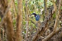Agami Heron in mangroves 2, Sani Lodge, Ecuador Despite being large and vivid, this is a very shy and secretive bird that is rarely seen.<br />
https://www.jungledragon.com/image/132198/agami_heron_sani_lodge_ecuador.html<br />
https://www.jungledragon.com/image/132199/agami_heron_in_mangroves_sani_lodge_ecuador.html Agami Heron,Agamia agami,Ecuador,Ecuador 2021,Geotagged,Sani Lodge,South America,Spring,World,Yasuni National Park