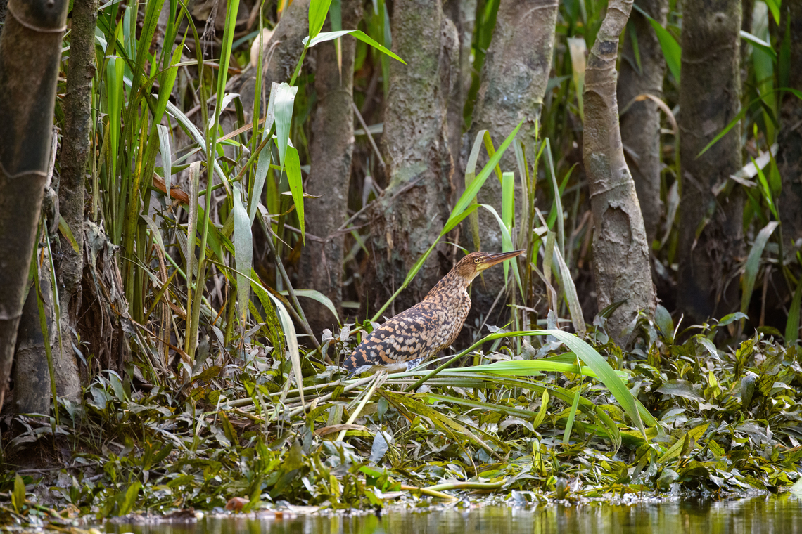 Rufescent Tiger Heron, Sani Lodge, Ecuador Juvenile. Ecuador,Ecuador 2021,Geotagged,Rufescent Tiger Heron,Sani Lodge,South America,Spring,Tigrisoma lineatum,World,Yasuni National Park