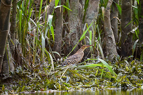Rufescent Tiger Heron, Sani Lodge, Ecuador Juvenile. Ecuador,Ecuador 2021,Geotagged,Rufescent Tiger Heron,Sani Lodge,South America,Spring,Tigrisoma lineatum,World,Yasuni National Park